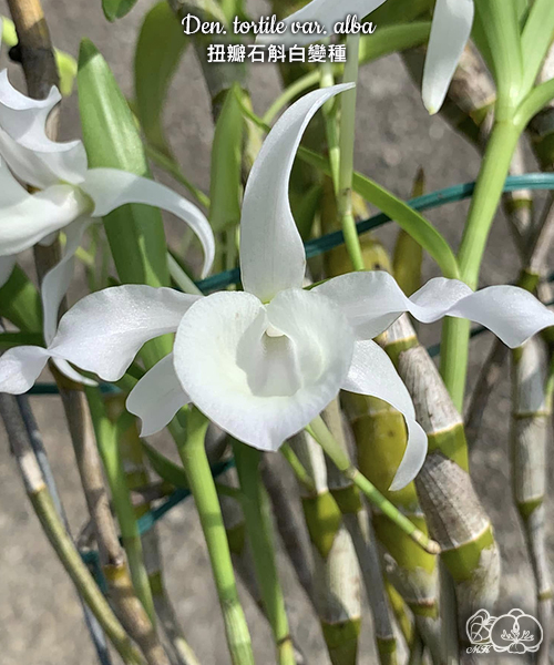 美琪園藝Miki Orchid - 批發專區